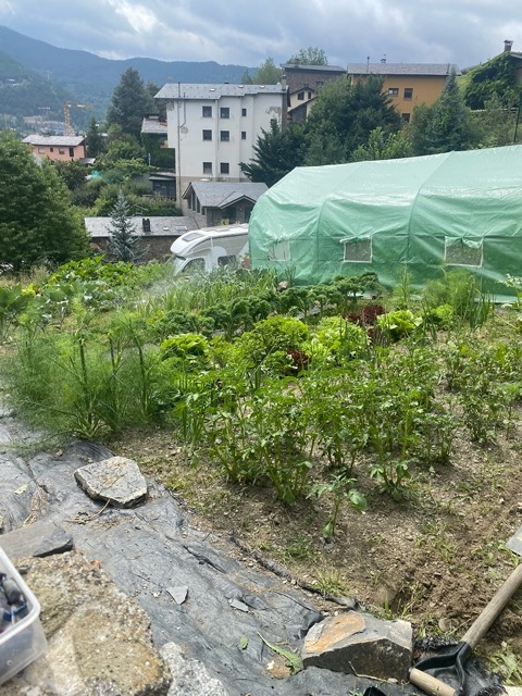 Vegetable Allotment View