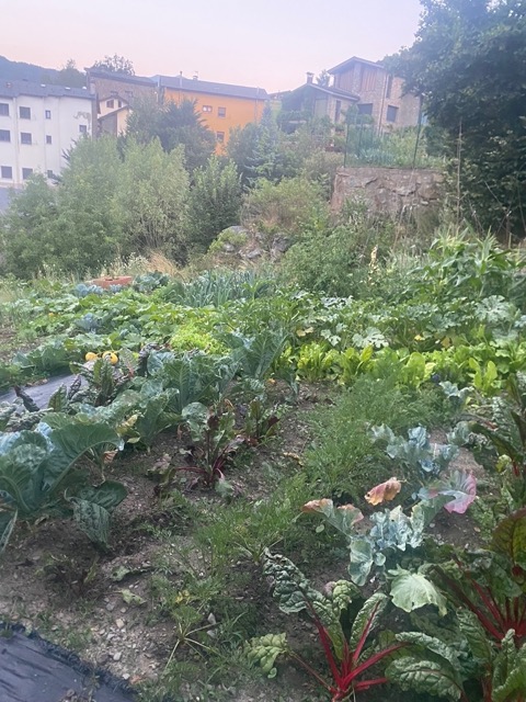 Vegetable Allotment View